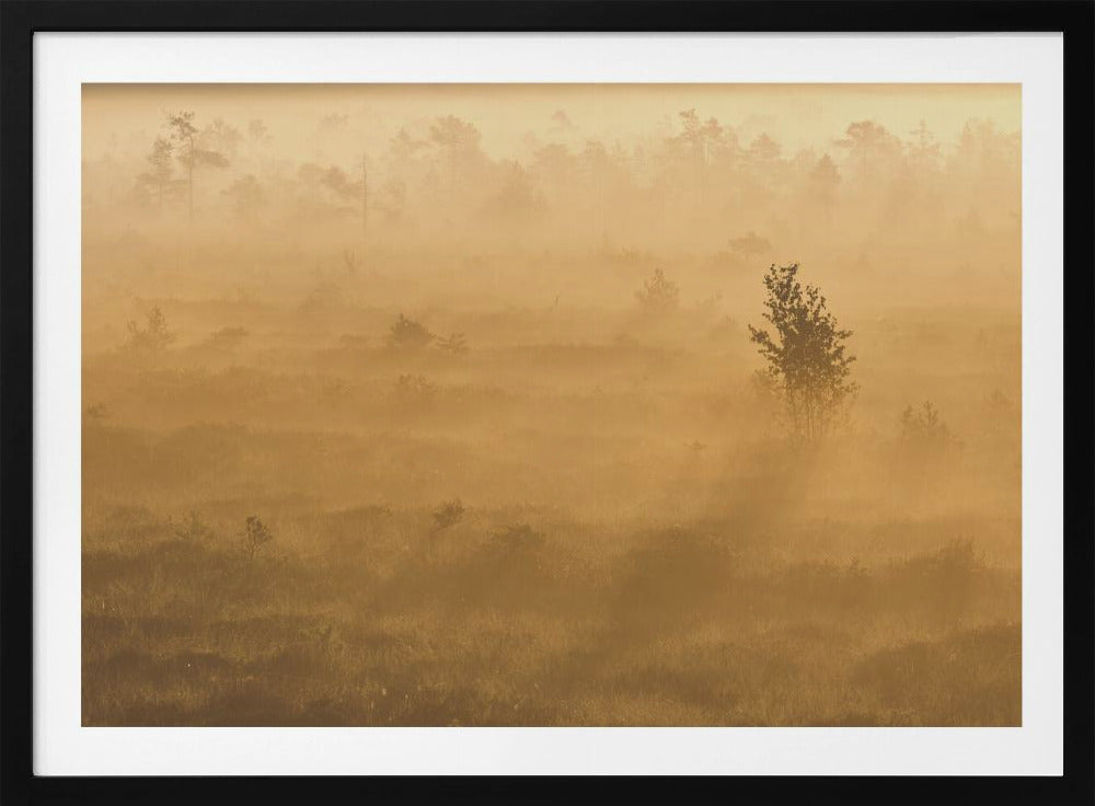 20220809  Dsf8029 2 | Poster