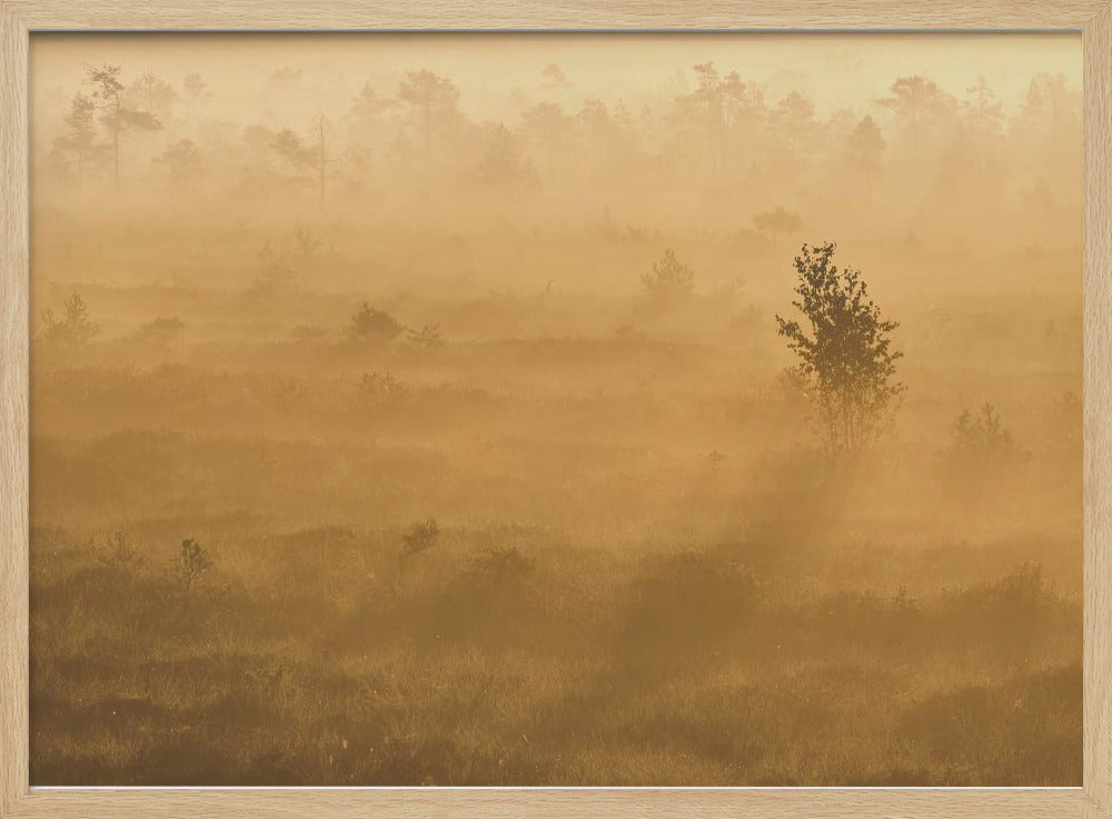 20220809  Dsf8029 2 | Poster