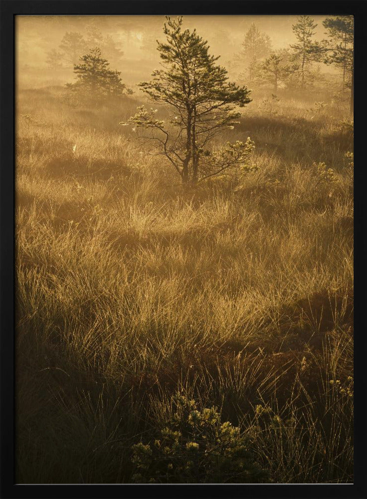 20220809  Dsf8033 | Poster