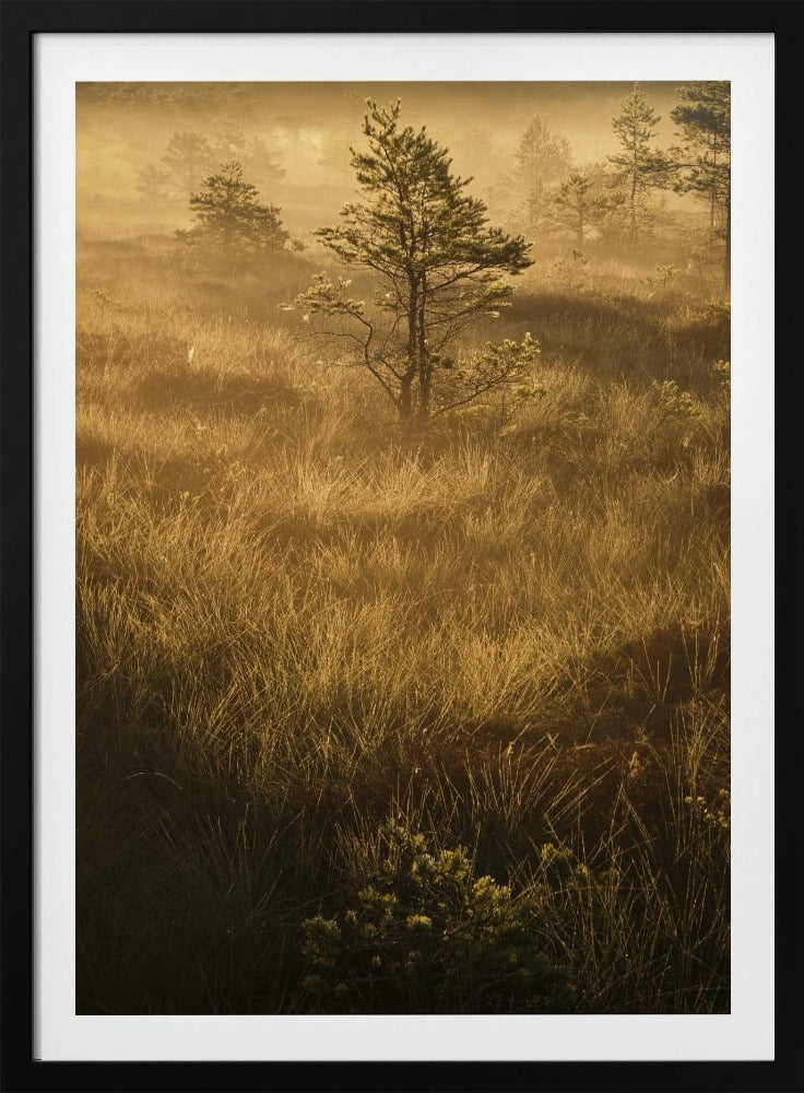 20220809  Dsf8033 | Poster