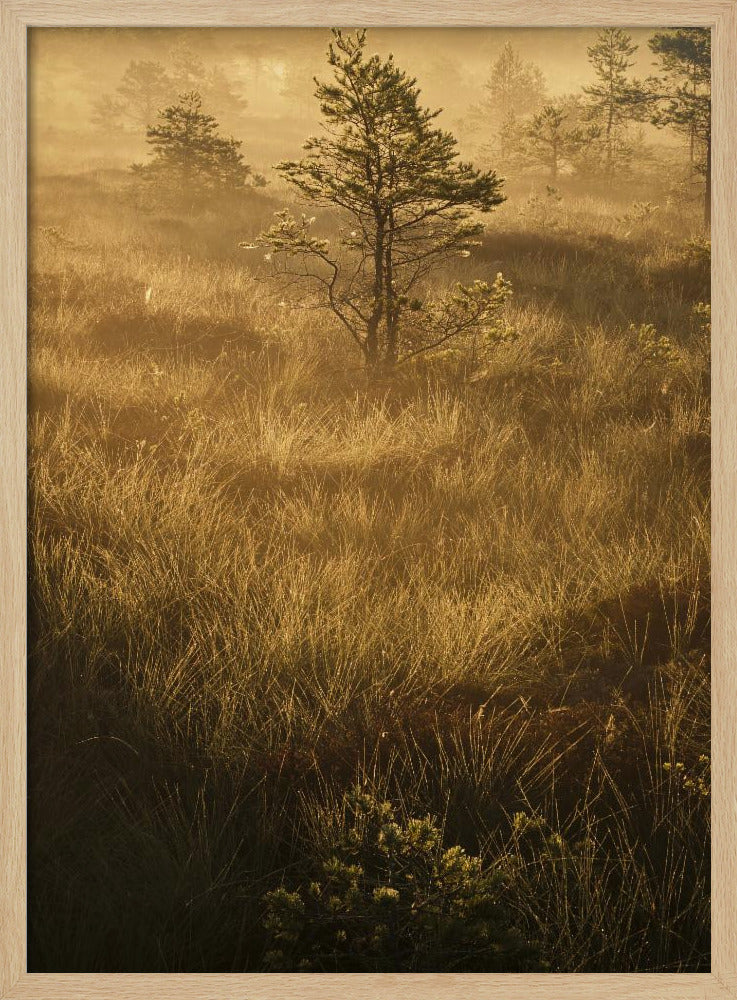 20220809  Dsf8033 | Poster