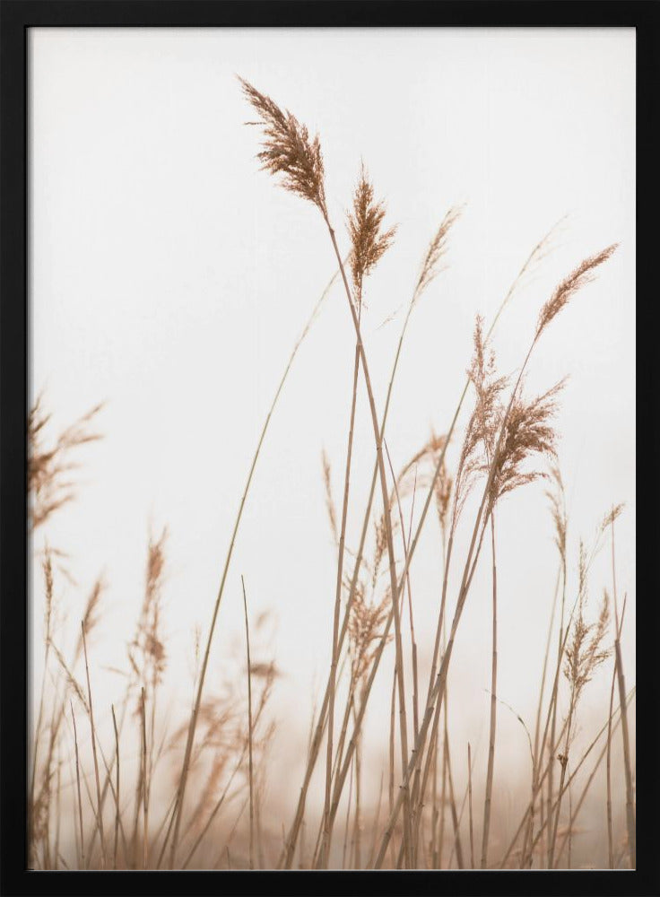 Marsh Grass No.6 | Poster