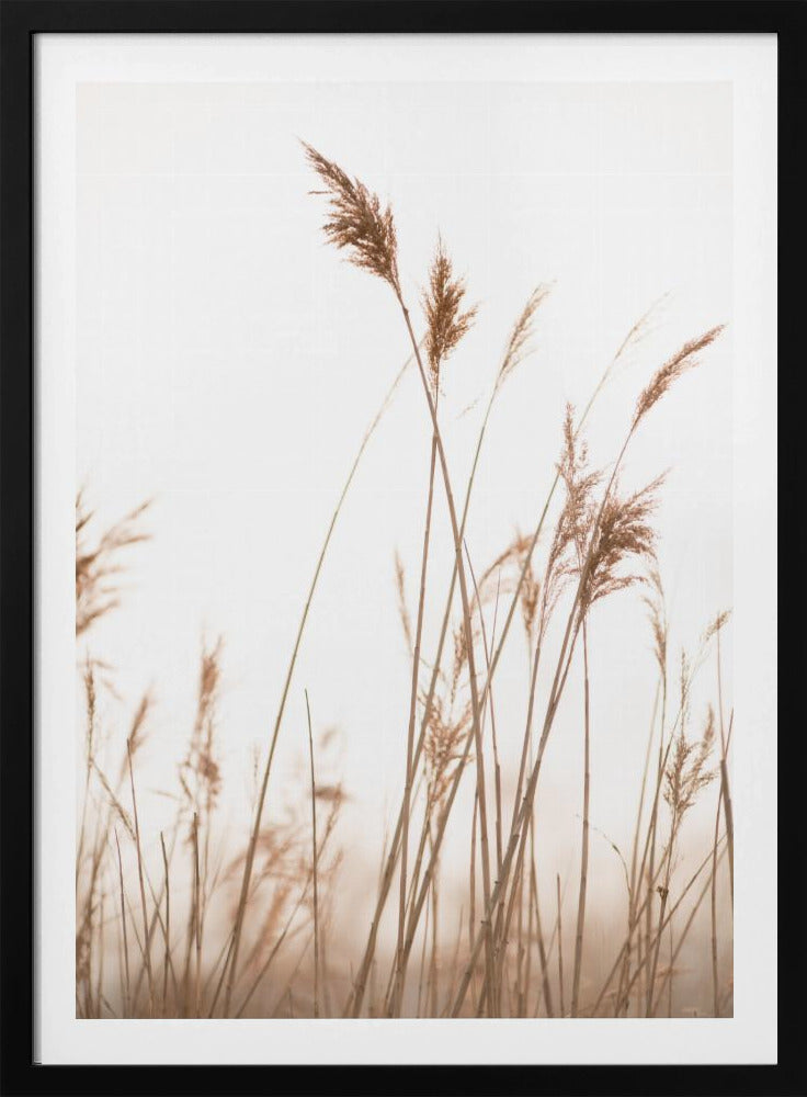 Marsh Grass No.6 | Poster