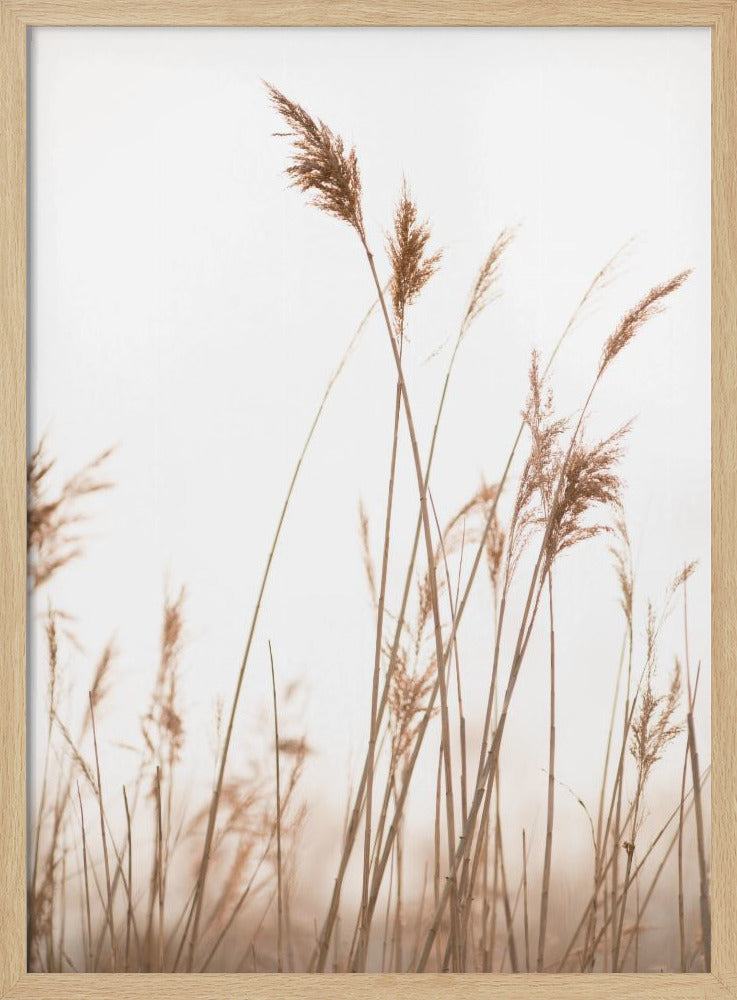 Marsh Grass No.6 | Poster