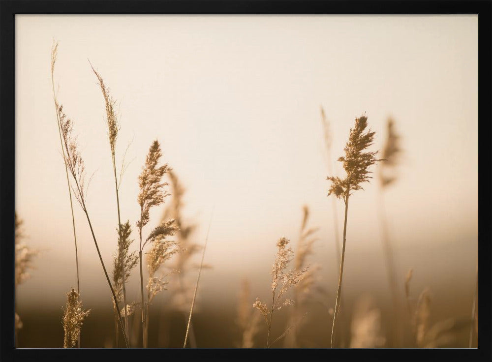 Marsh Grass No.2 | Poster