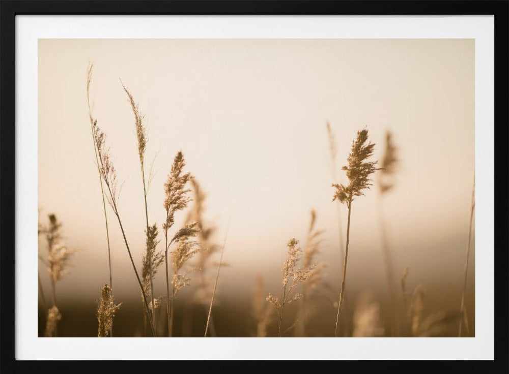 Marsh Grass No.2 | Poster