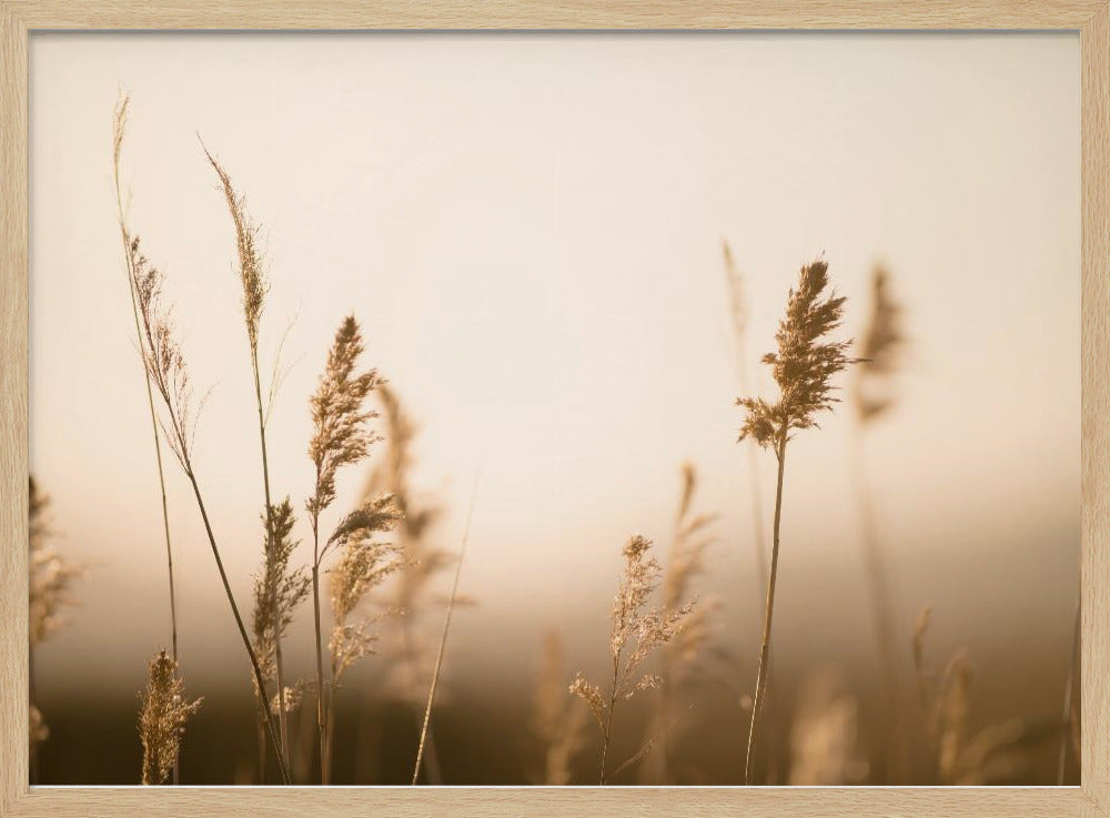 Marsh Grass No.2 | Poster