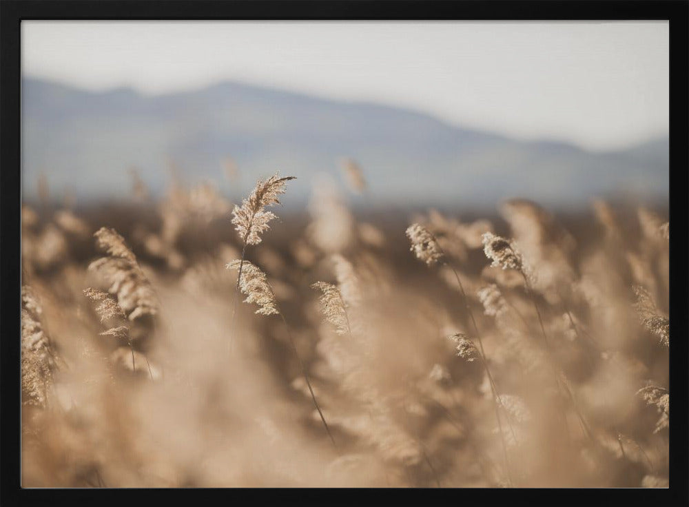 Marsh Grass No.11 | Poster