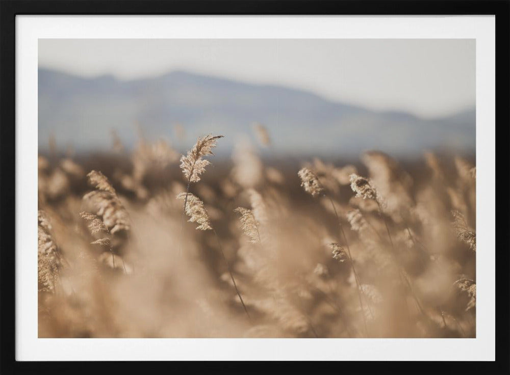 Marsh Grass No.11 | Poster