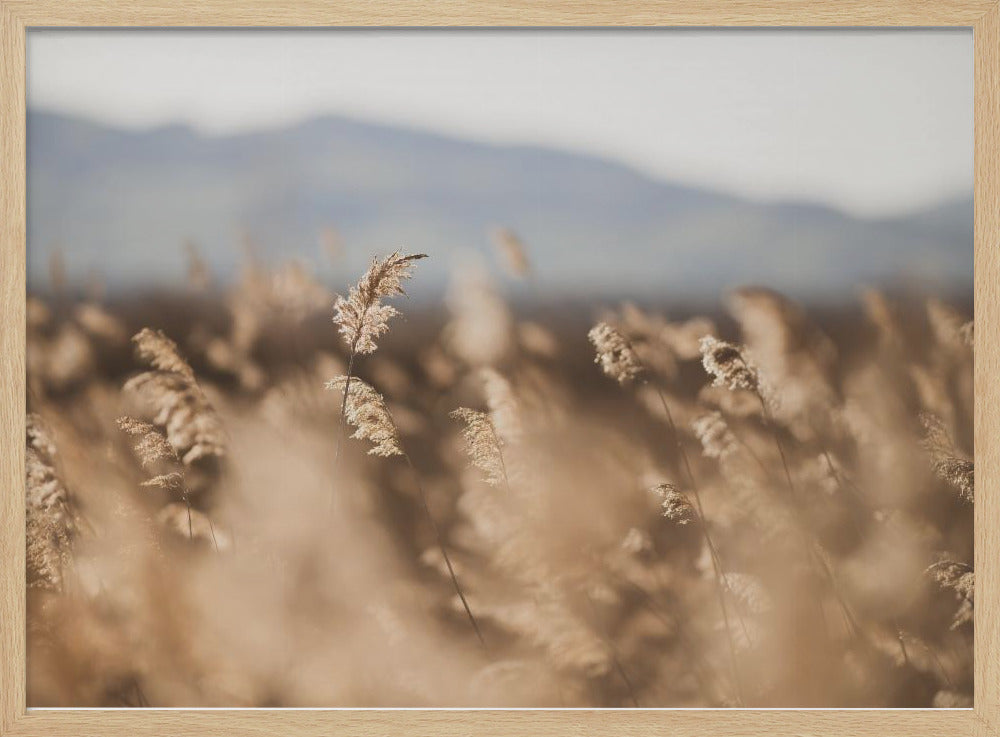 Marsh Grass No.11 | Poster