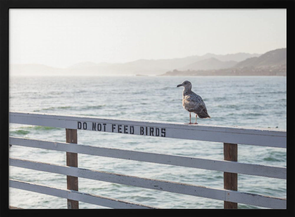 Do not feed birds | Poster