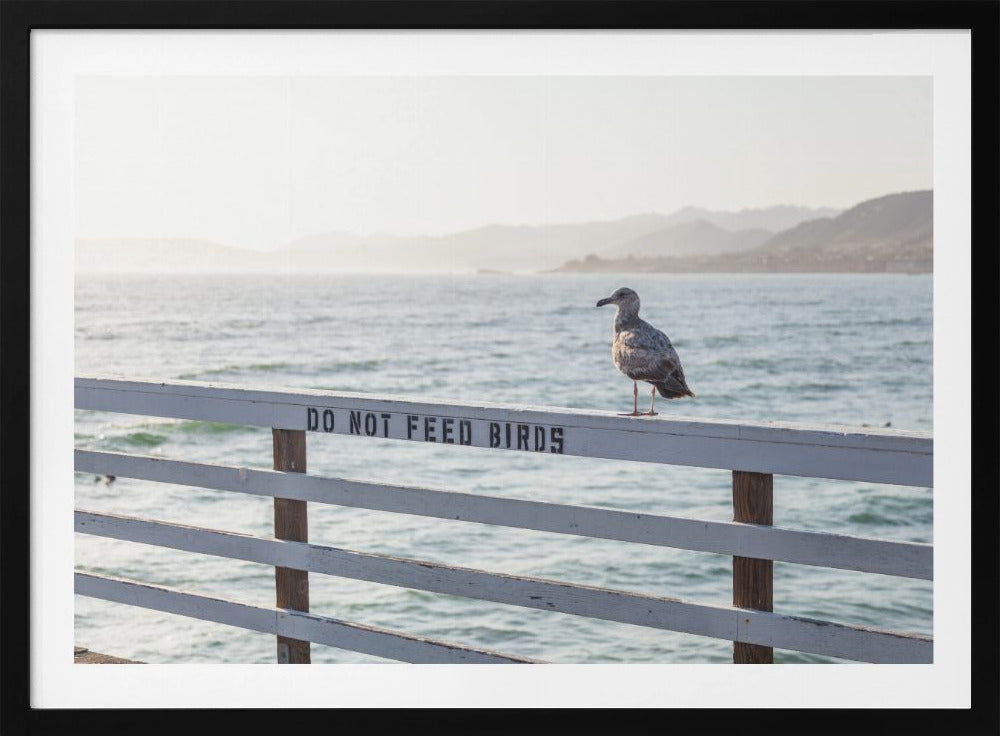 Do not feed birds | Poster