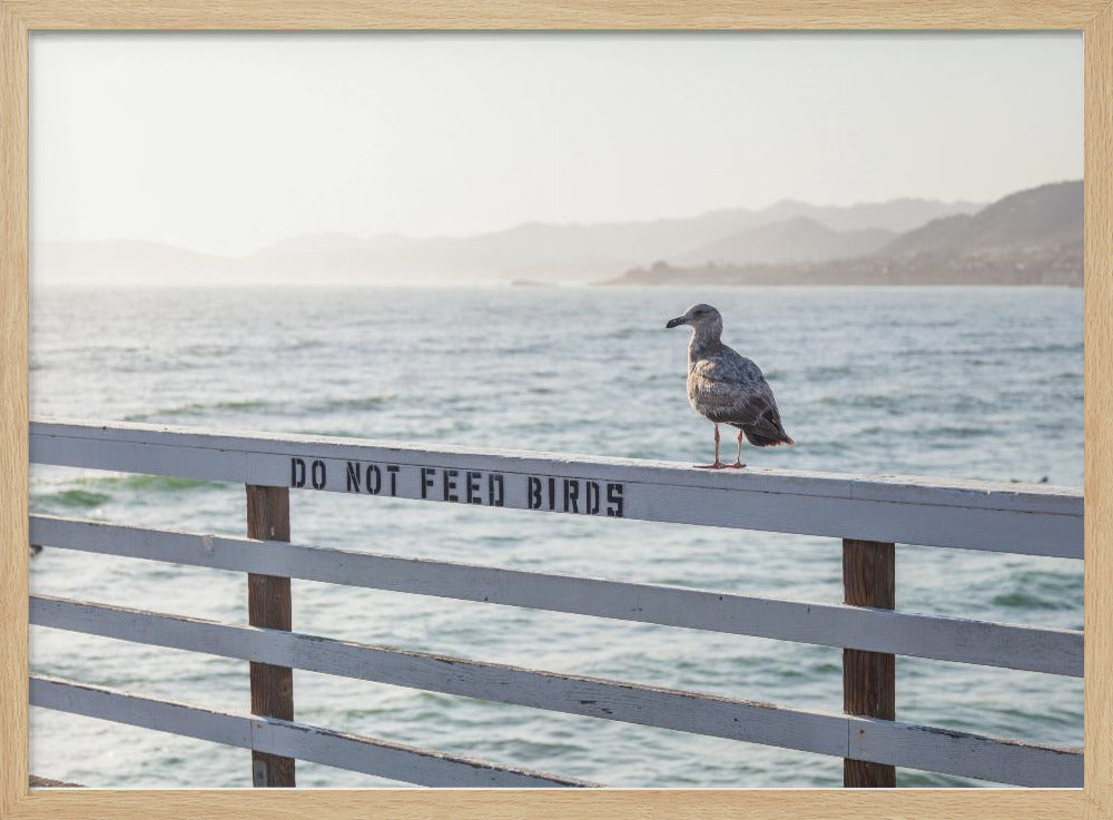 Do not feed birds | Poster