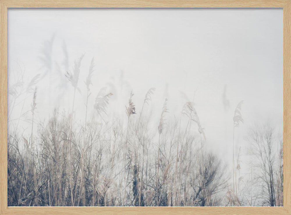 Landscape of reeds and grass | Poster