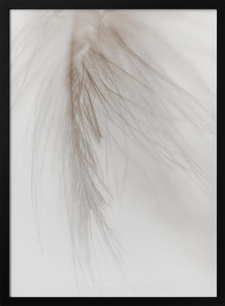 White Feather | Poster