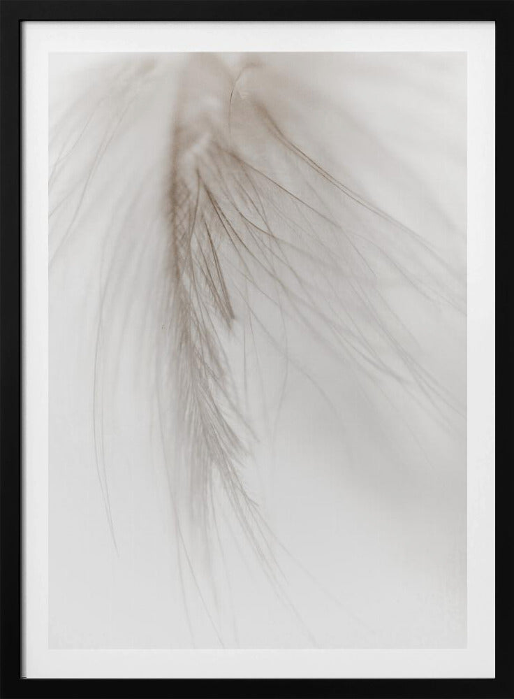 White Feather | Poster
