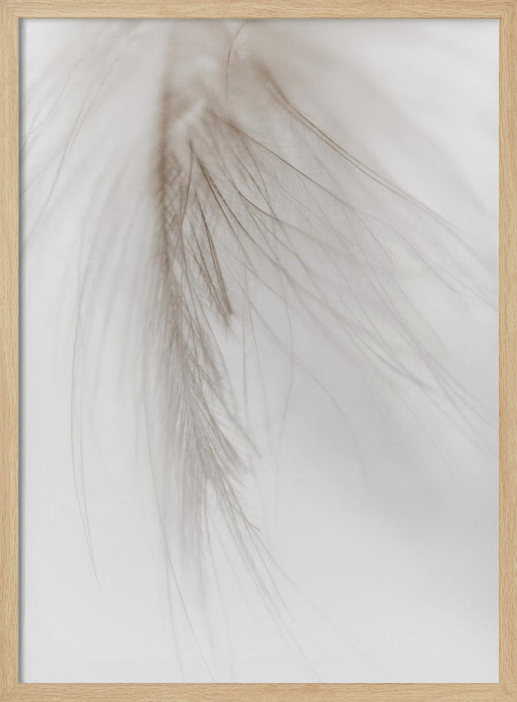 White Feather | Poster