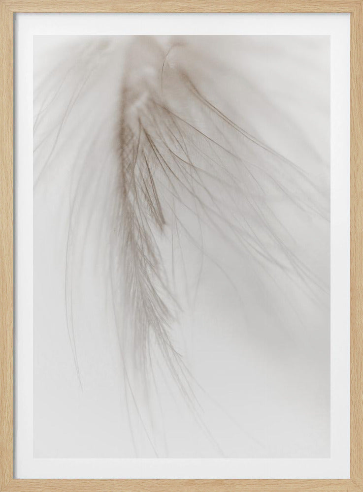White Feather | Poster