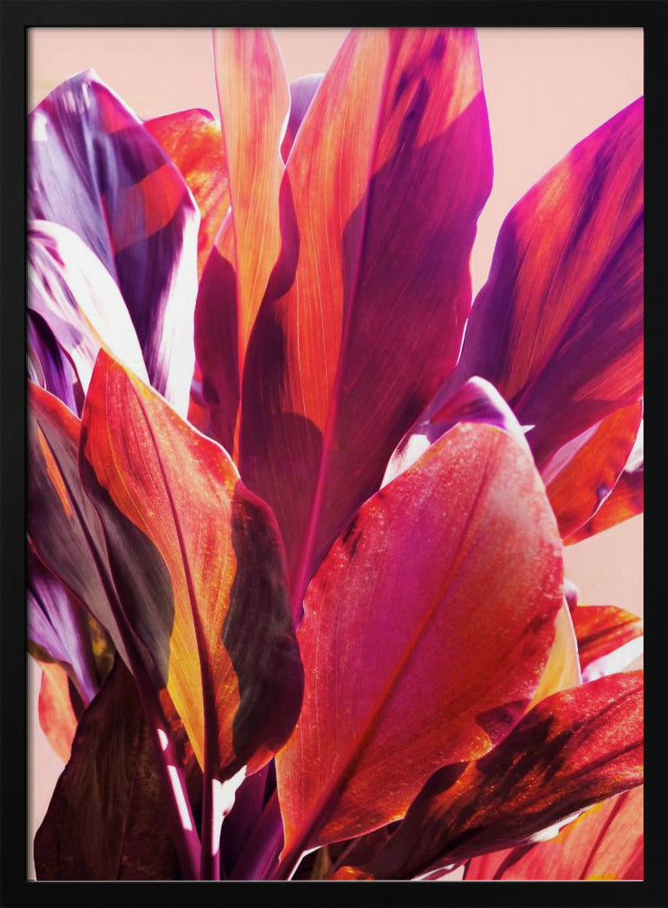 Fuchsia Leaves I | Poster