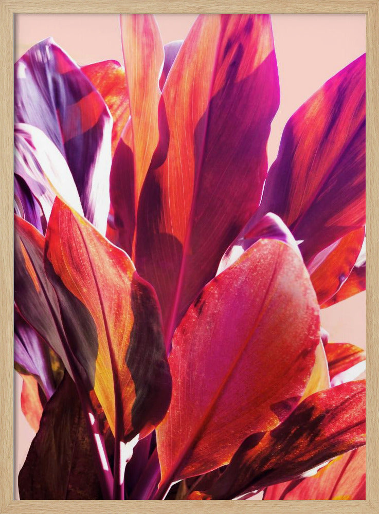 Fuchsia Leaves I | Poster