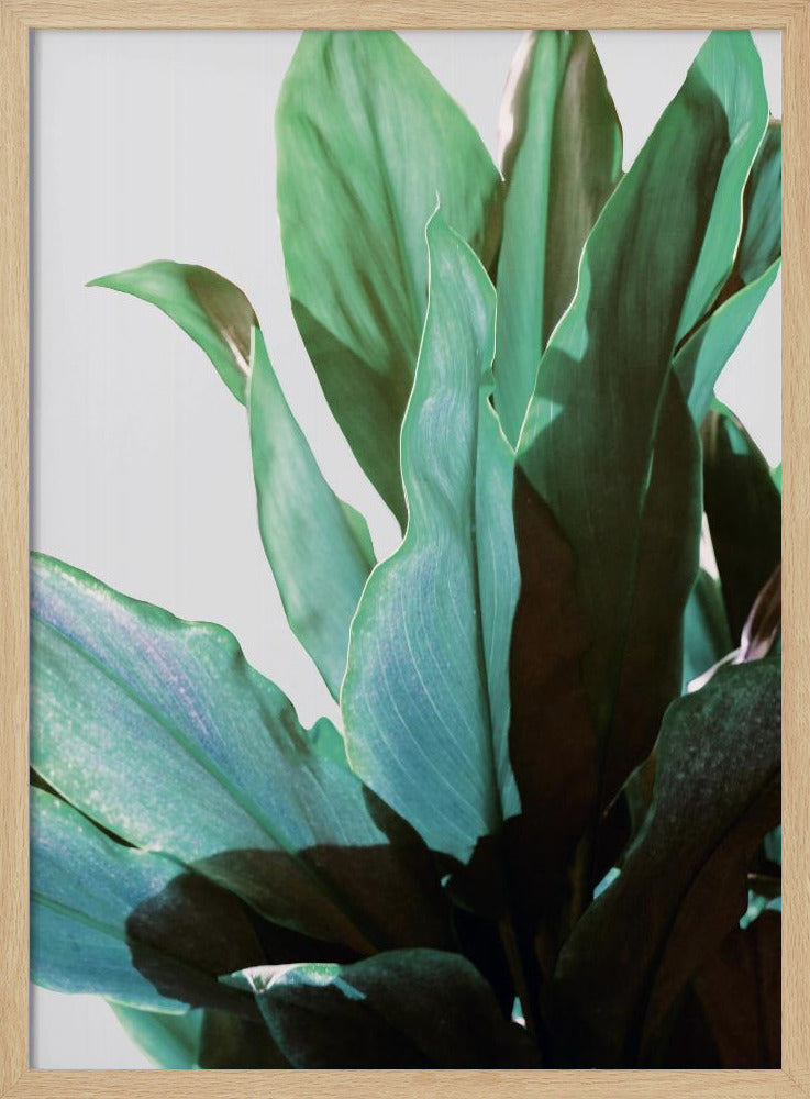 Green Leaves | Poster