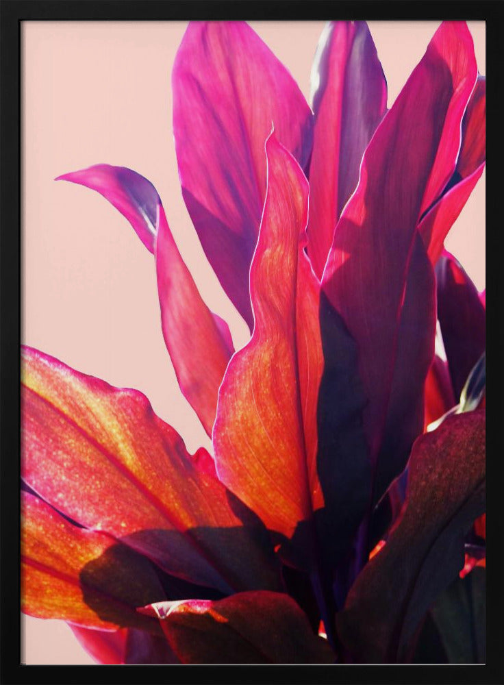 Fuchsia Leaves II | Poster