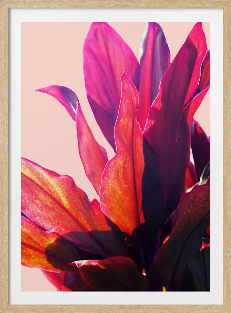 Fuchsia Leaves II | Poster