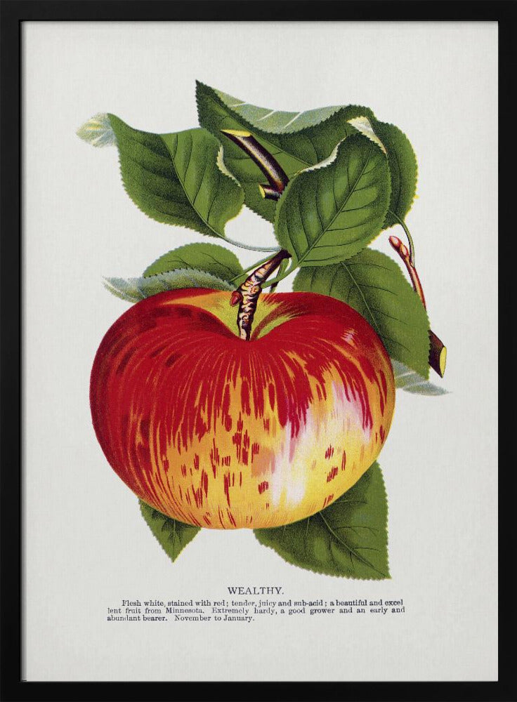 Wealthy Apple Lithograph | Poster