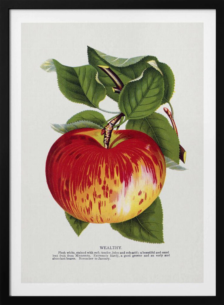 Wealthy Apple Lithograph | Poster