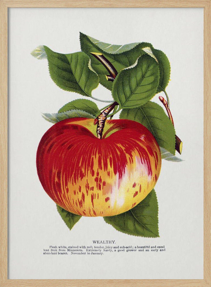 Wealthy Apple Lithograph | Poster