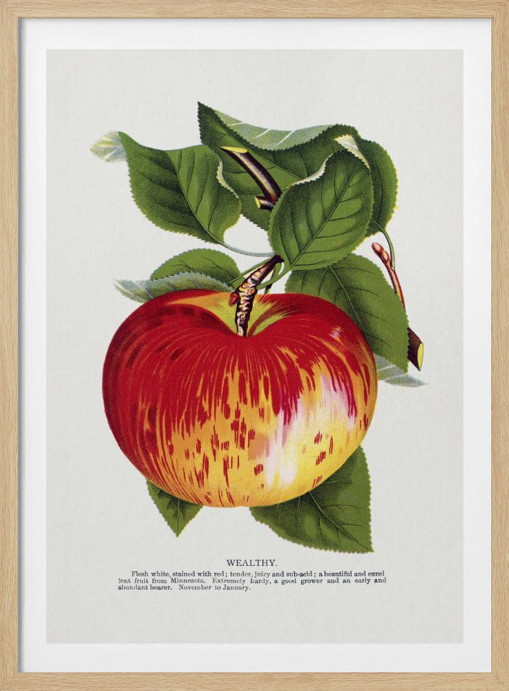 Wealthy Apple Lithograph | Poster