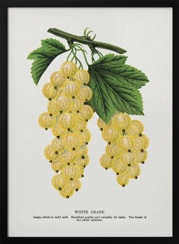White Grape Lithograph | Poster
