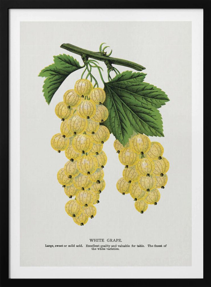 White Grape Lithograph | Poster