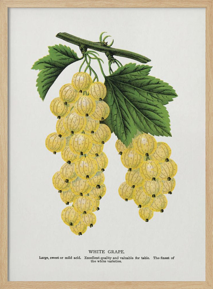White Grape Lithograph | Poster