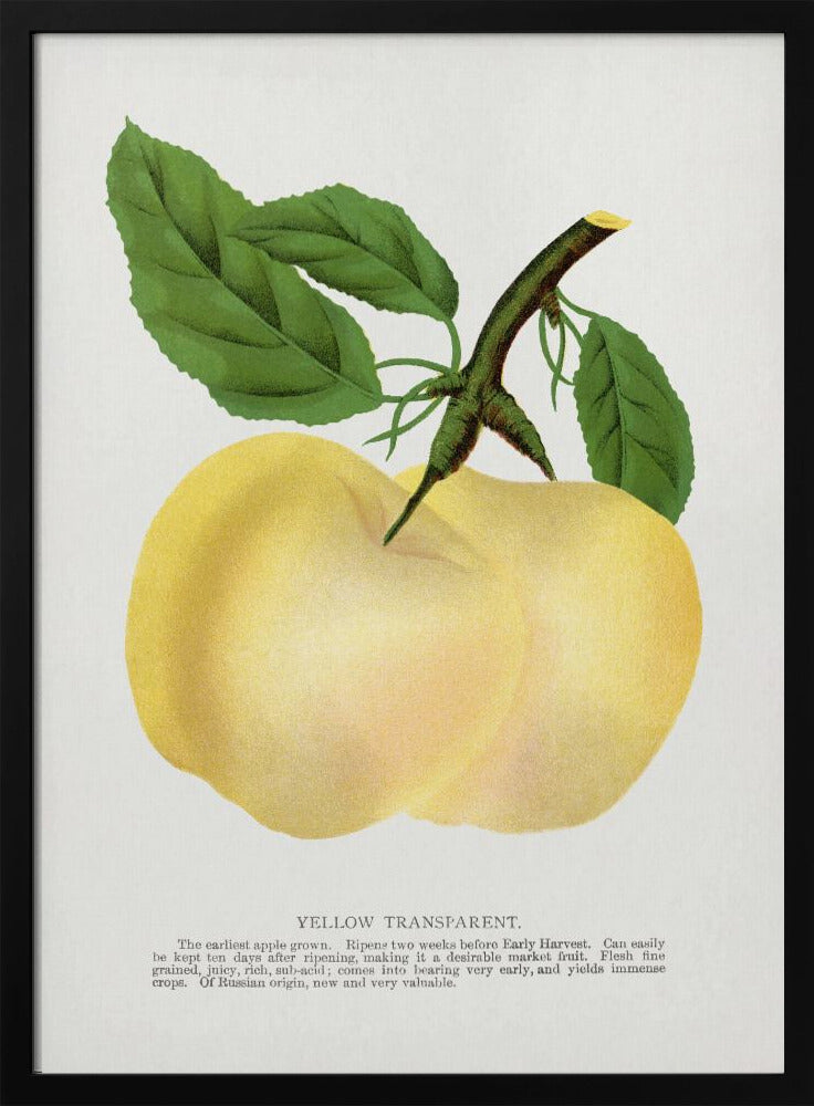 Yellow Transparent Apple Lithograph | Poster