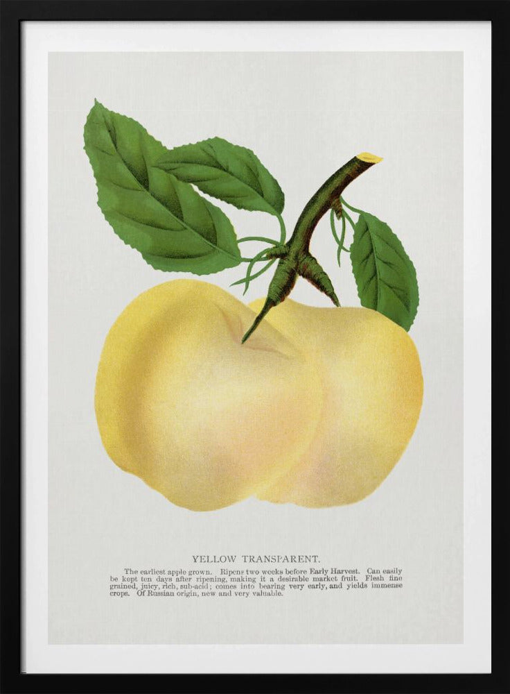 Yellow Transparent Apple Lithograph | Poster