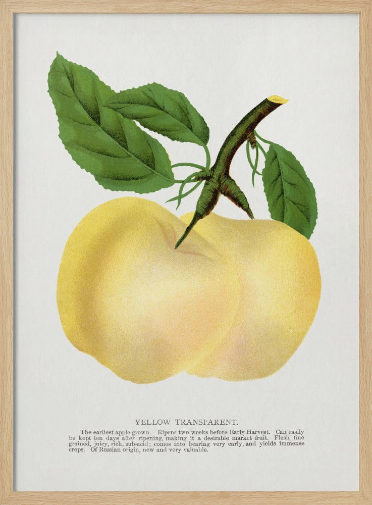 Yellow Transparent Apple Lithograph | Poster