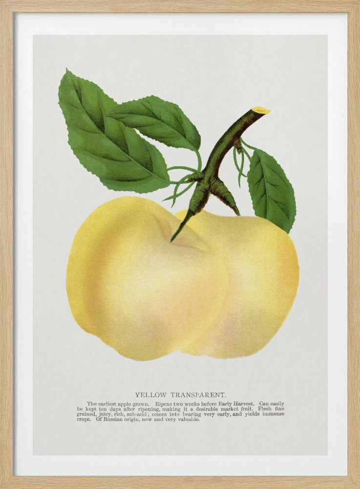 Yellow Transparent Apple Lithograph | Poster