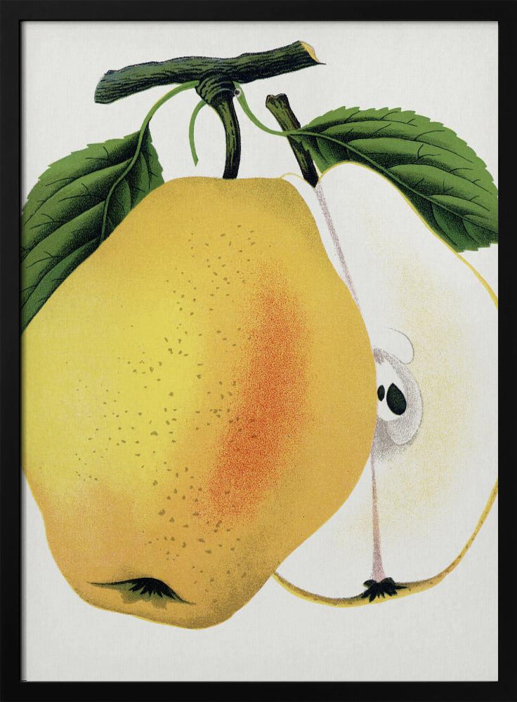 Kiefer's Hybrid Pear Lithograph | Poster