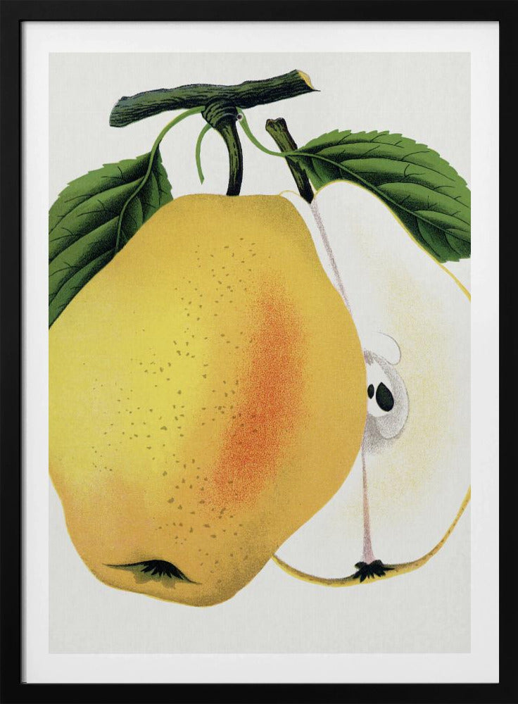 Kiefer's Hybrid Pear Lithograph | Poster