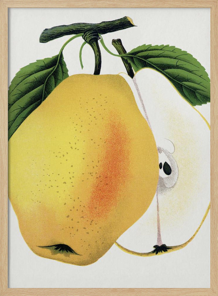 Kiefer's Hybrid Pear Lithograph | Poster