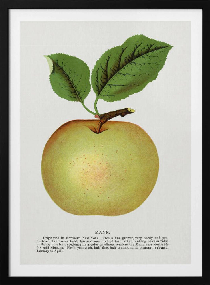 Mann Apple Lithograph | Poster