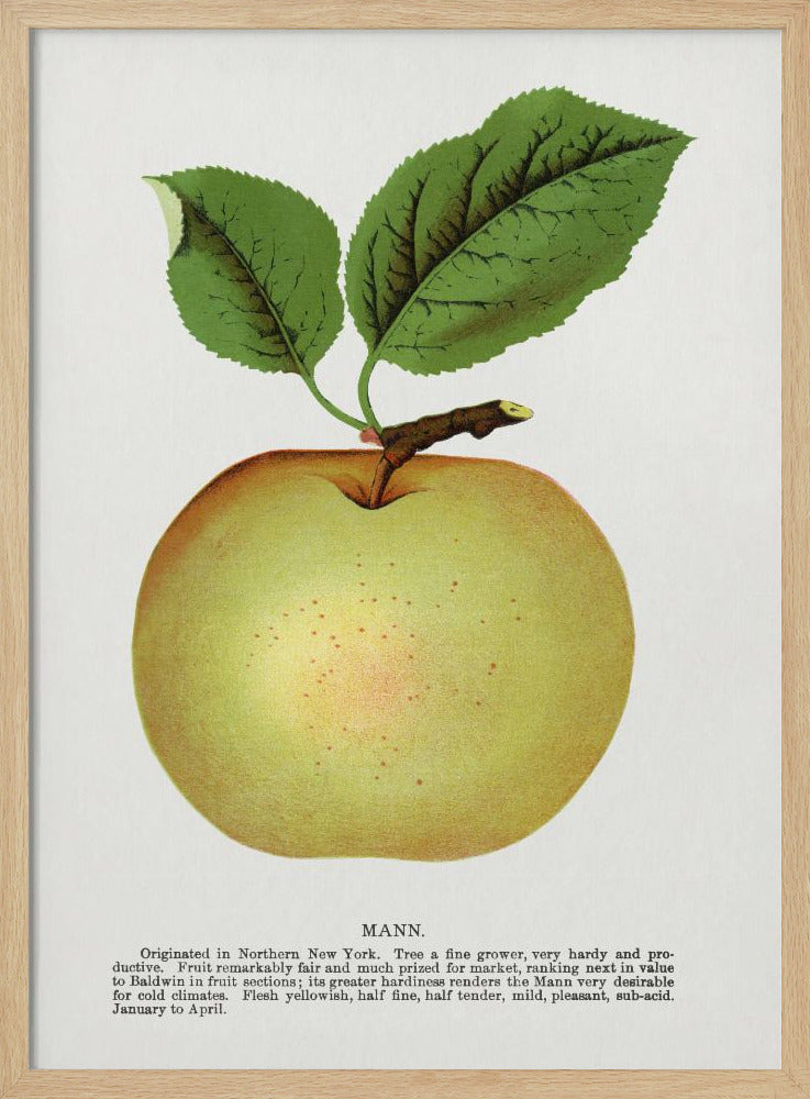 Mann Apple Lithograph | Poster