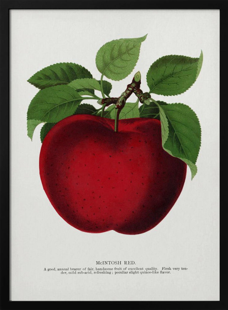 Mcintosh Red Apple Lithograph | Poster