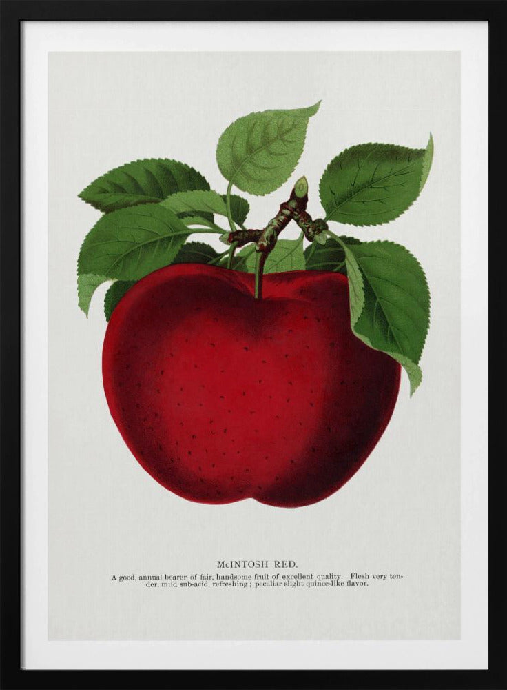 Mcintosh Red Apple Lithograph | Poster