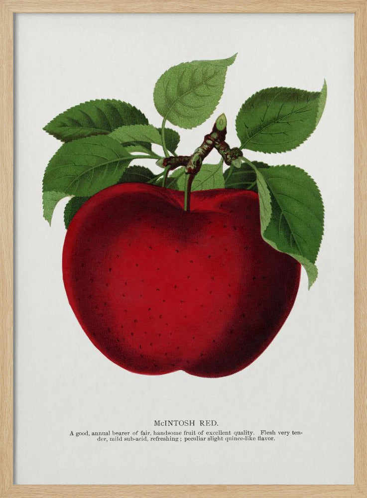 Mcintosh Red Apple Lithograph | Poster