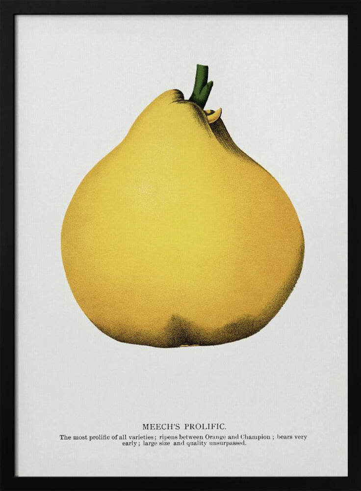 Meech's Prolific Pear Lithograph | Poster