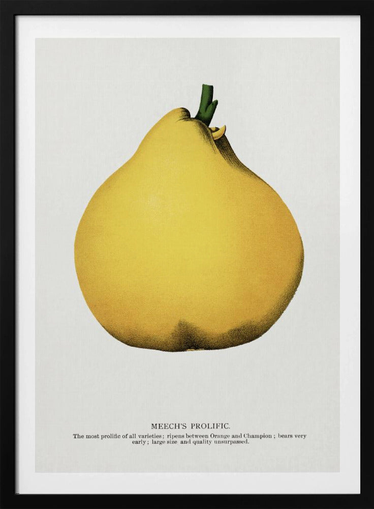 Meech's Prolific Pear Lithograph | Poster