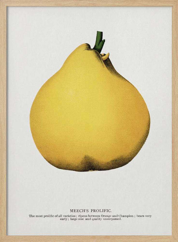 Meech's Prolific Pear Lithograph | Poster