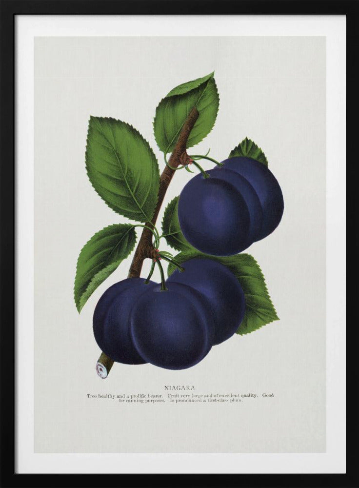 Niagara Plum Lithograph | Poster